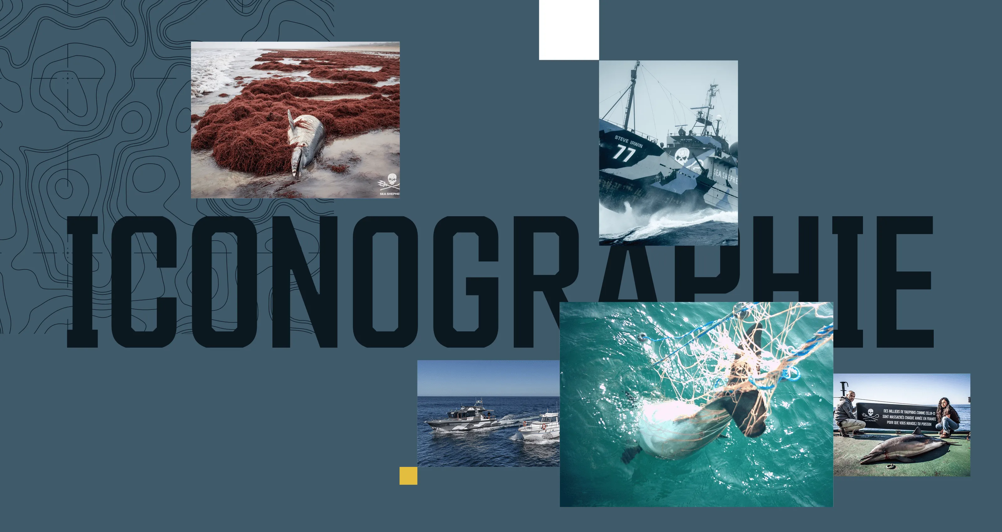 Visuel du site Sea Shepherd avec direction artistique brute et ton militant.